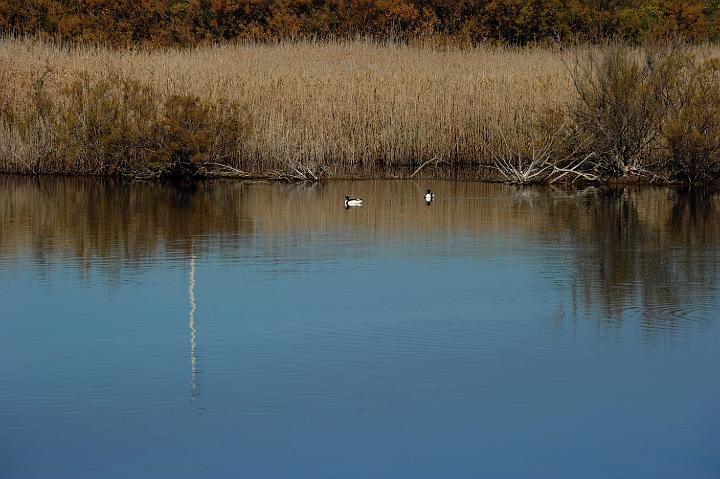 1Saline di Priolo 16.1.2011 (81).jpg